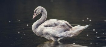 Lohengrin
